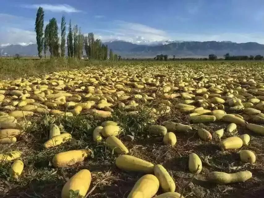西葫芦种植技术及亩利润,西葫芦种植技术能产多少籽