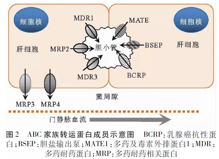 药物性胆汁淤积的发病机制及诊疗现状