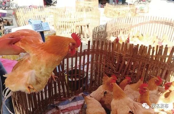 茂名分界圩日,茂名高州各乡镇圩日表