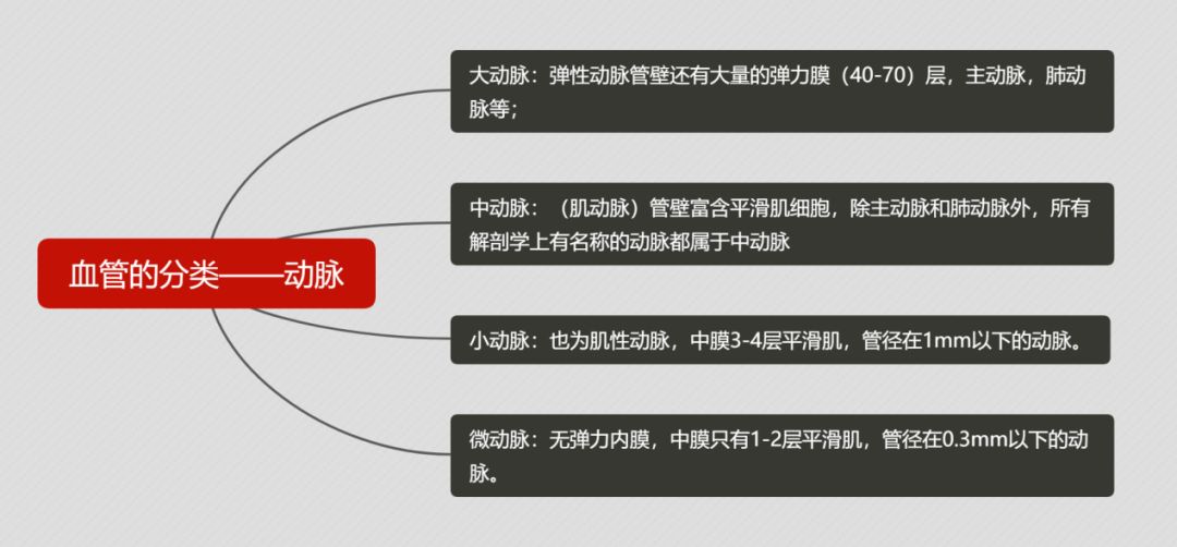 脑血管解剖与分段详解ppt,内科脑血管疾病思维导图