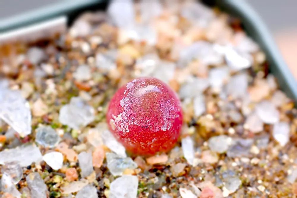 情人节趣味多肉,情人节多肉