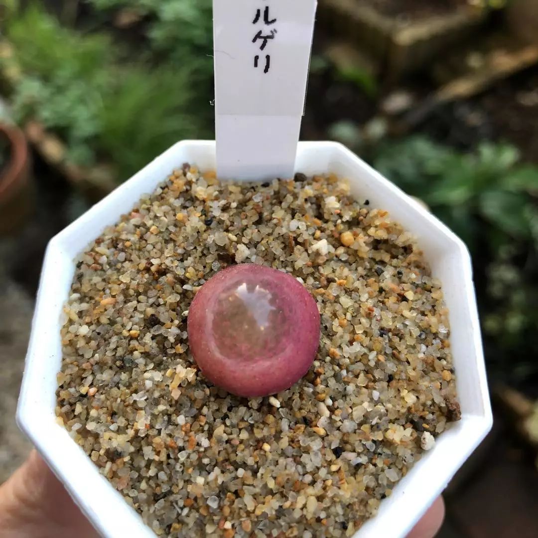 情人节趣味多肉,情人节多肉