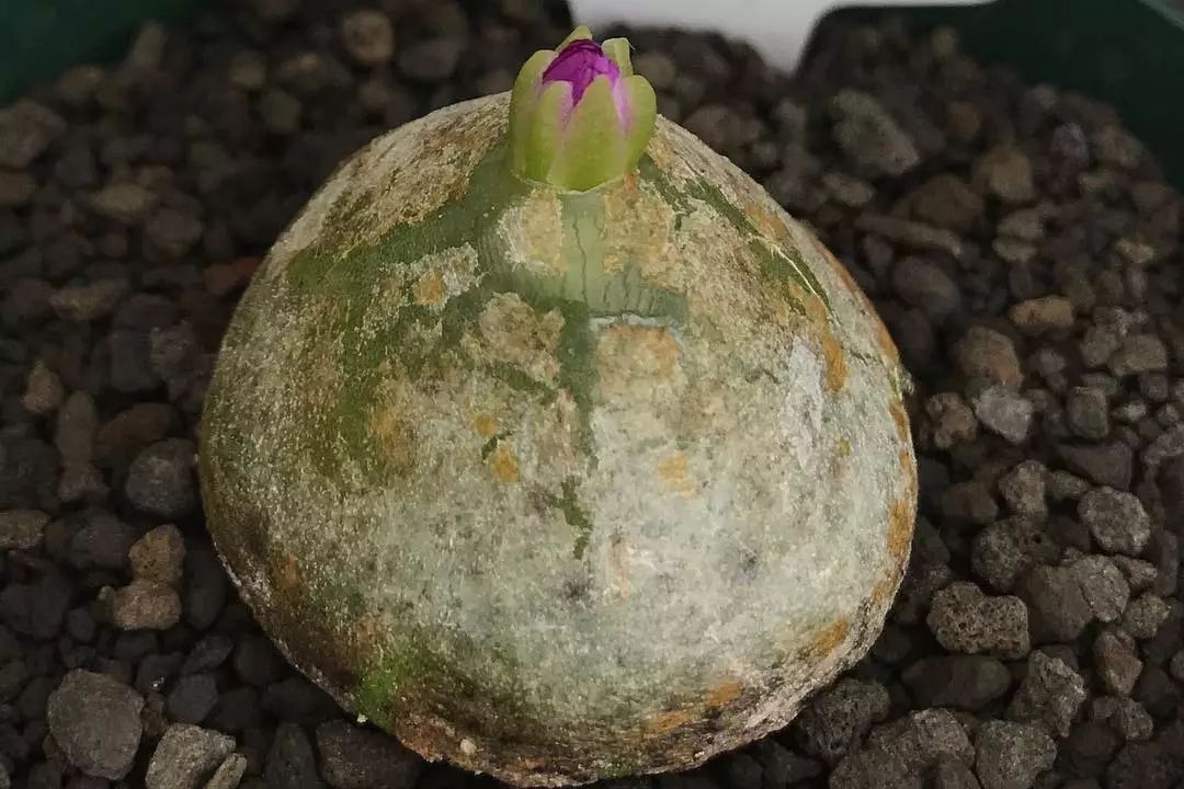 情人节趣味多肉,情人节多肉