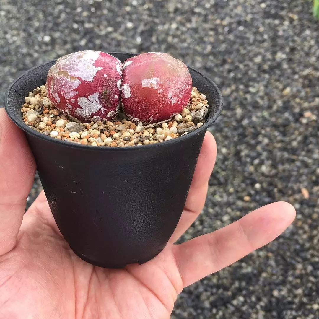 情人节趣味多肉,情人节多肉