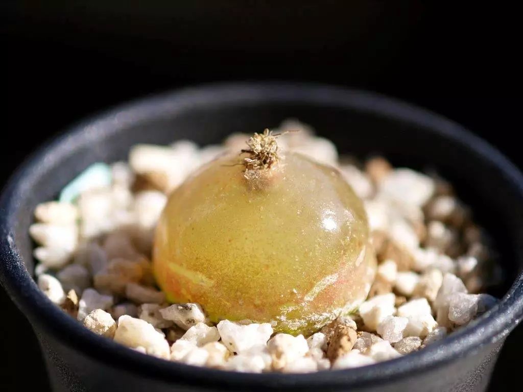 情人节趣味多肉,情人节多肉