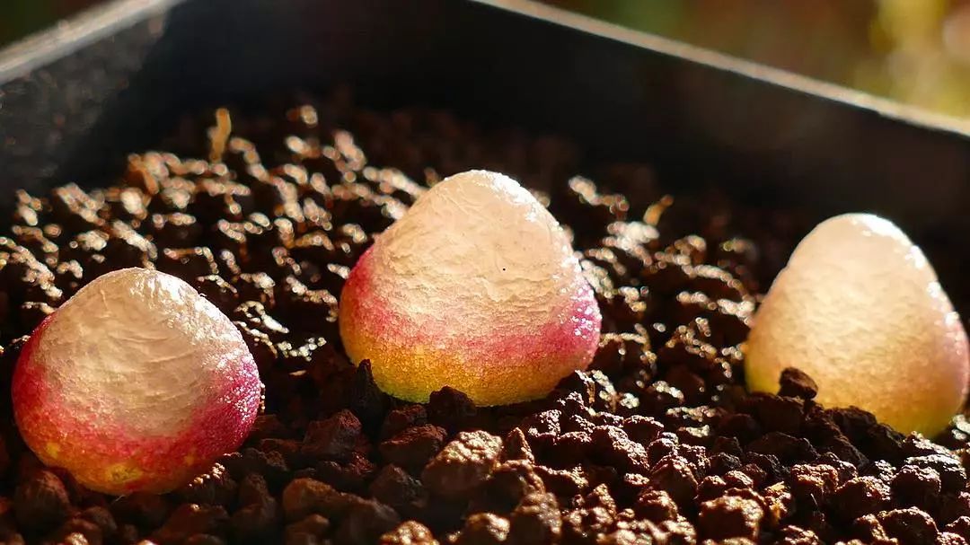 情人节趣味多肉,情人节多肉