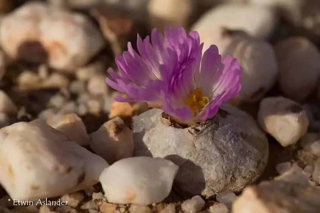 情人节趣味多肉,情人节多肉