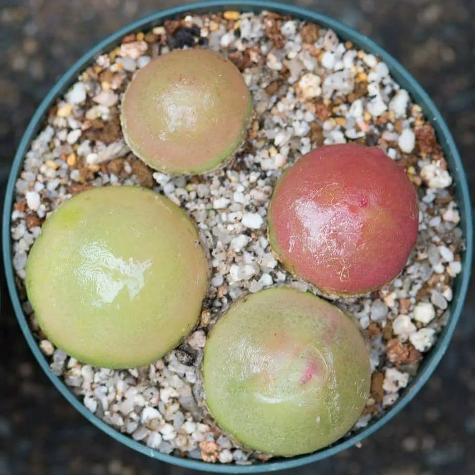 情人节趣味多肉,情人节多肉