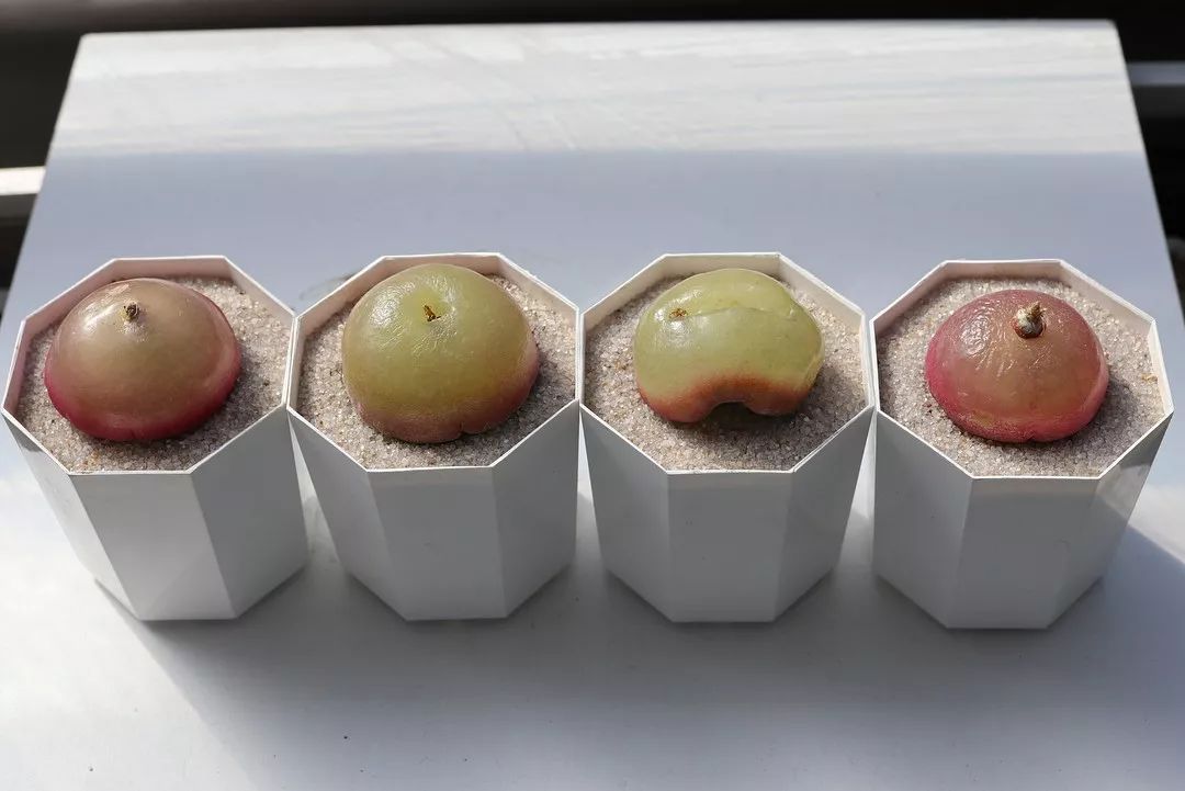 情人节趣味多肉,情人节多肉