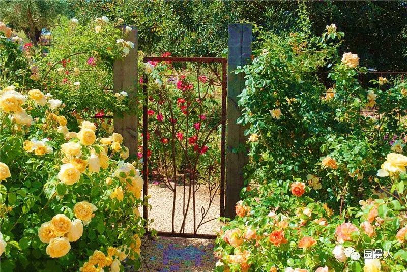 情人节浪漫仪式感玫瑰花,浪漫情人节甜蜜献礼