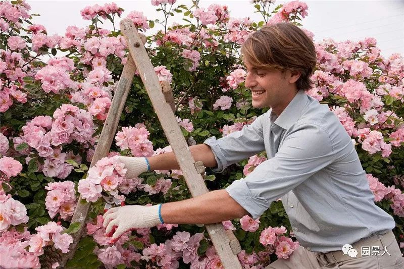 情人节浪漫仪式感玫瑰花,浪漫情人节甜蜜献礼