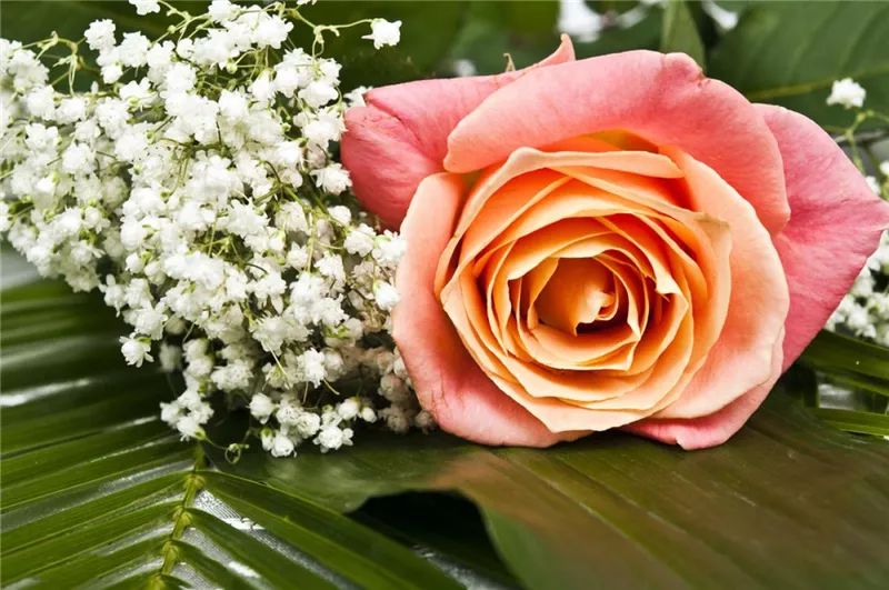 情人节浪漫仪式感玫瑰花,浪漫情人节甜蜜献礼