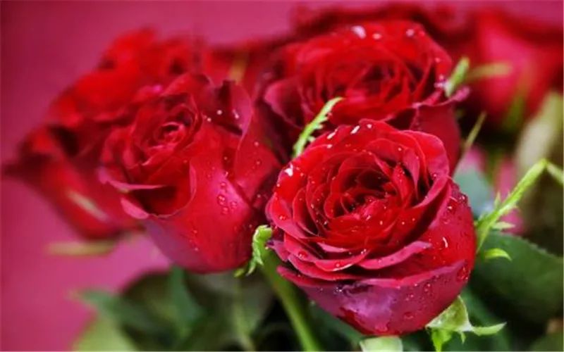 情人节浪漫仪式感玫瑰花,浪漫情人节甜蜜献礼