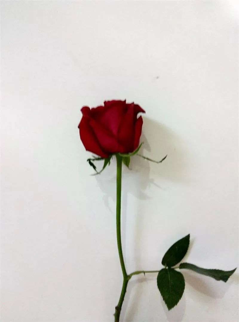 情人节浪漫仪式感玫瑰花,浪漫情人节甜蜜献礼