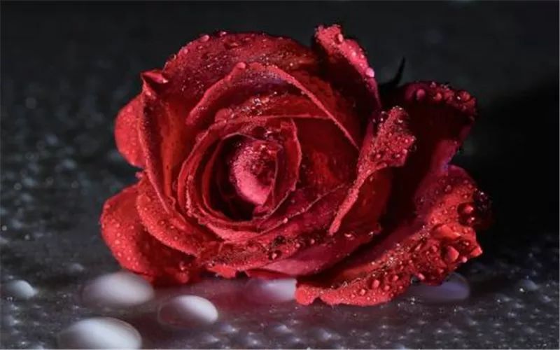 情人节浪漫仪式感玫瑰花,浪漫情人节甜蜜献礼