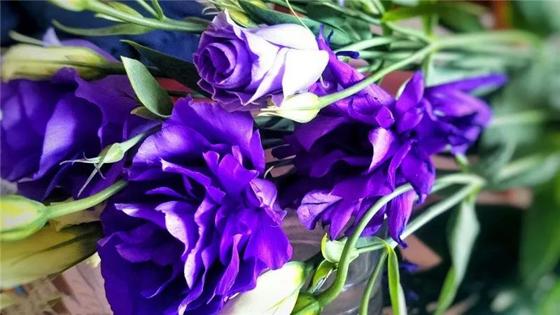 情人节浪漫仪式感玫瑰花,浪漫情人节甜蜜献礼