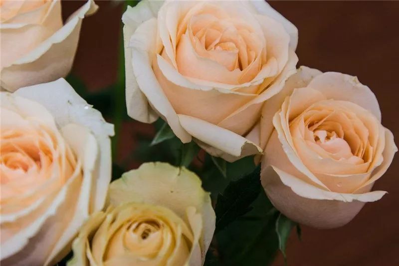 情人节浪漫仪式感玫瑰花,浪漫情人节甜蜜献礼