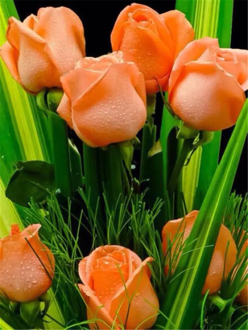 情人节浪漫仪式感玫瑰花,浪漫情人节甜蜜献礼