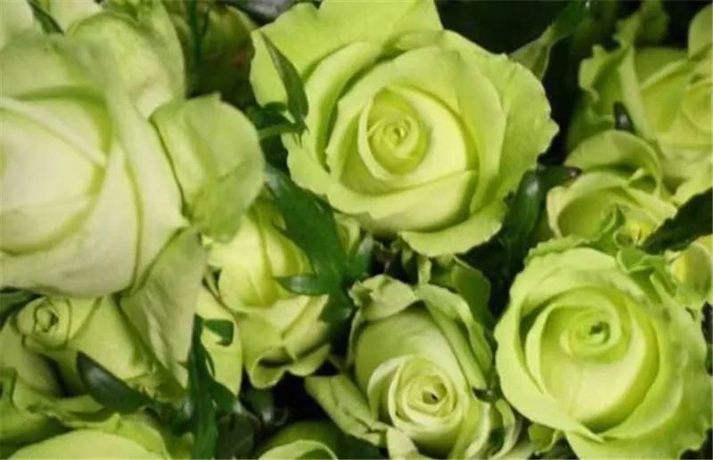 情人节浪漫仪式感玫瑰花,浪漫情人节甜蜜献礼