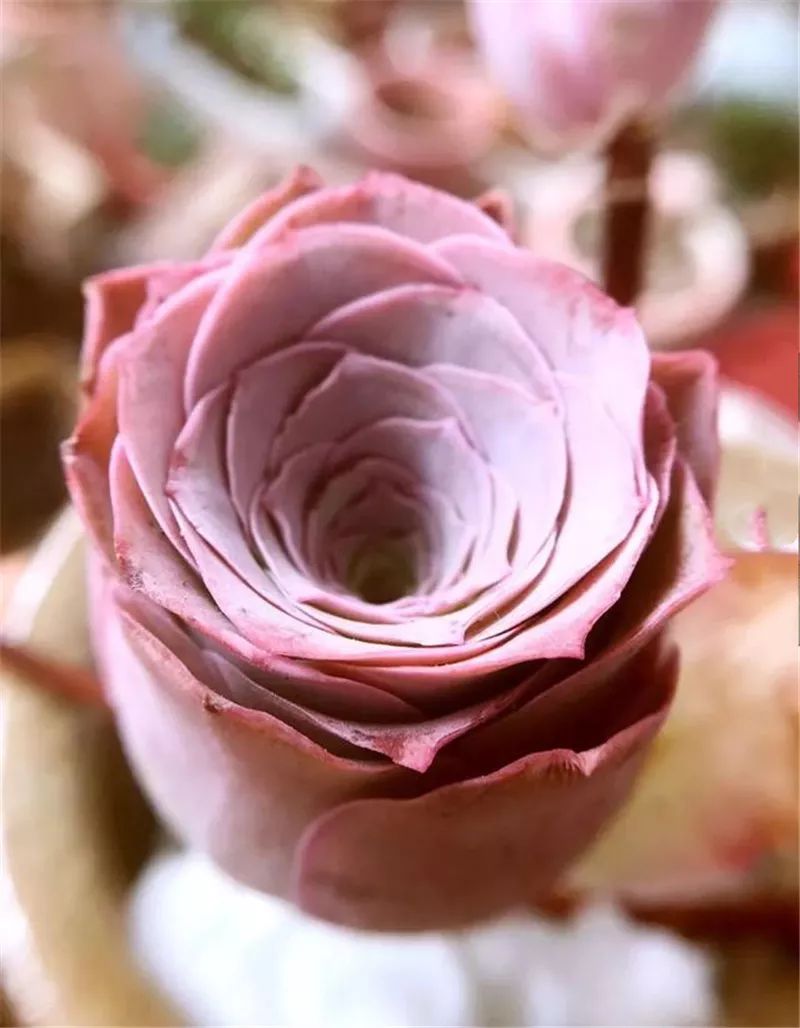 情人节浪漫仪式感玫瑰花,浪漫情人节甜蜜献礼