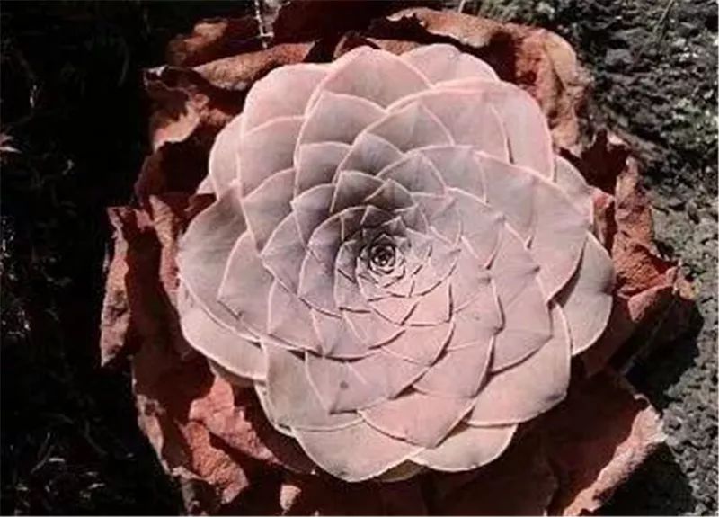 情人节浪漫仪式感玫瑰花,浪漫情人节甜蜜献礼