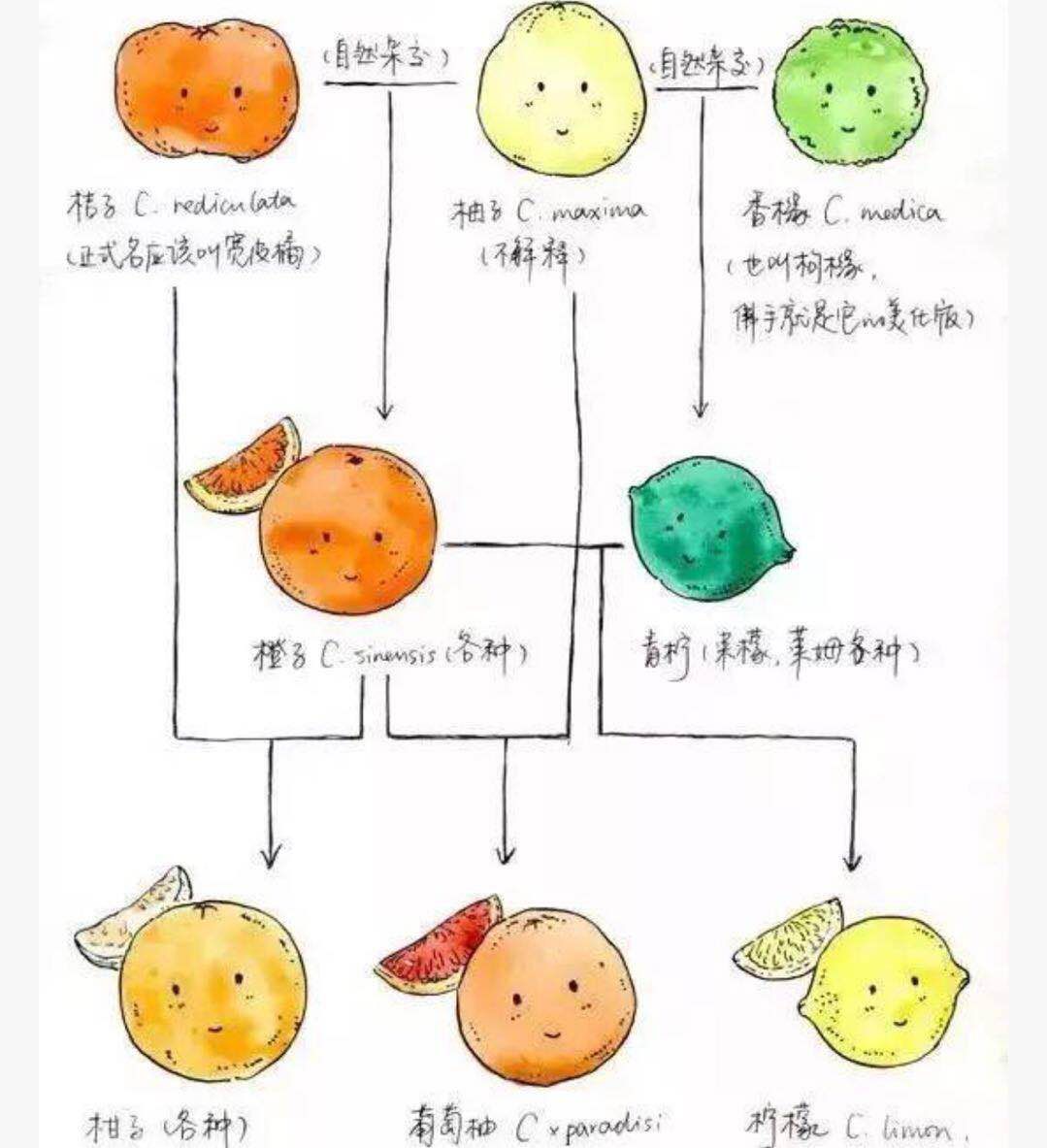 西柚又在3A4车厢霸座儿了？看看到底是成全了谁