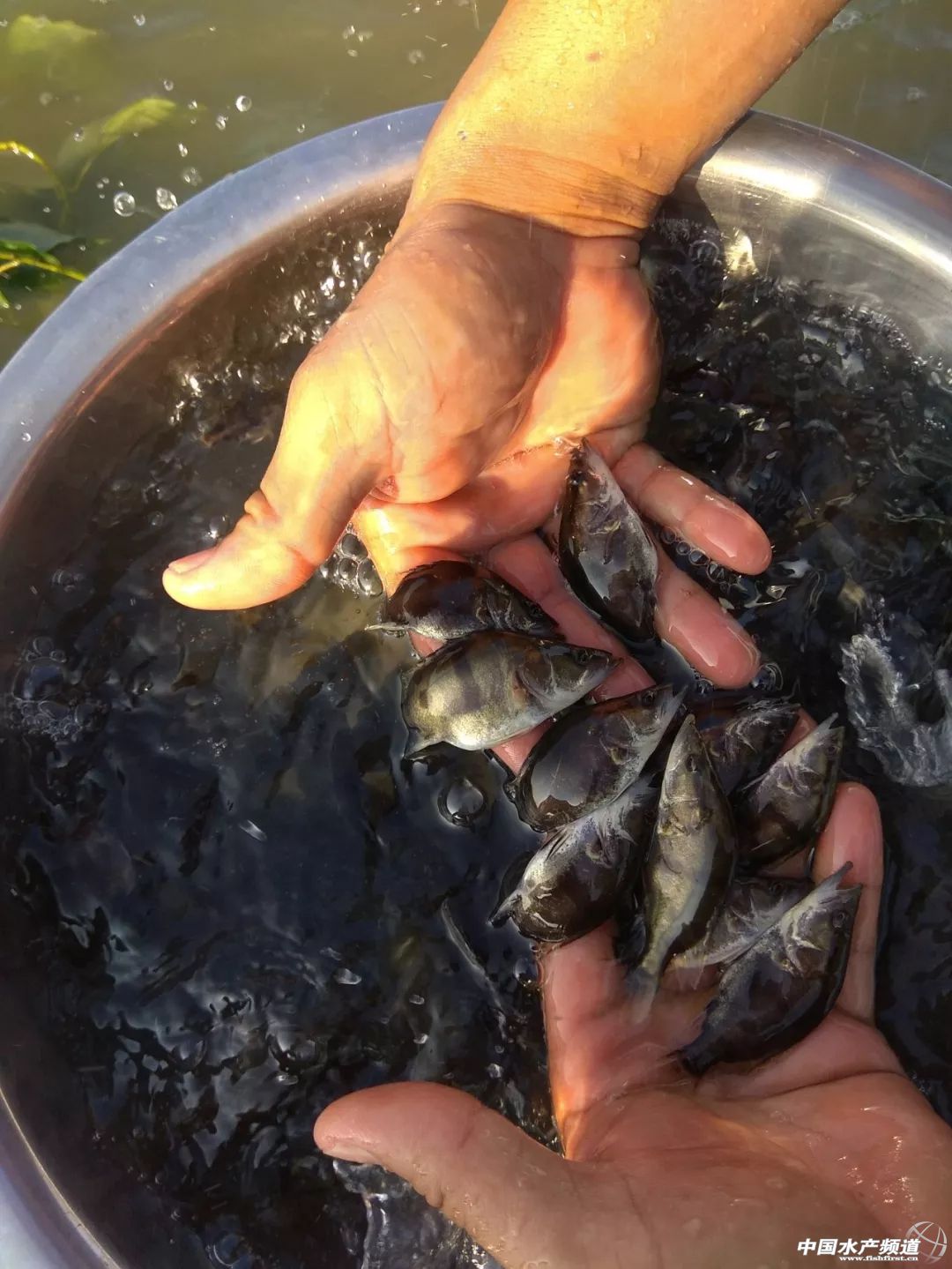 千亿鳜鱼产业,鳜鱼发展计划