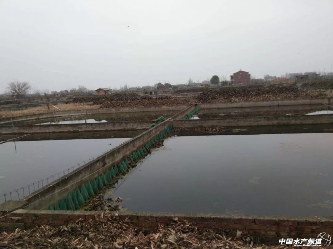 千亿鳜鱼产业,鳜鱼发展计划