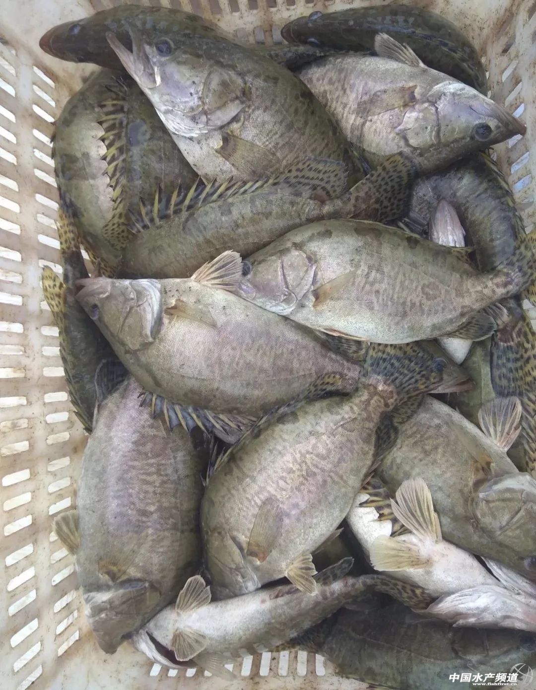 千亿鳜鱼产业,鳜鱼发展计划