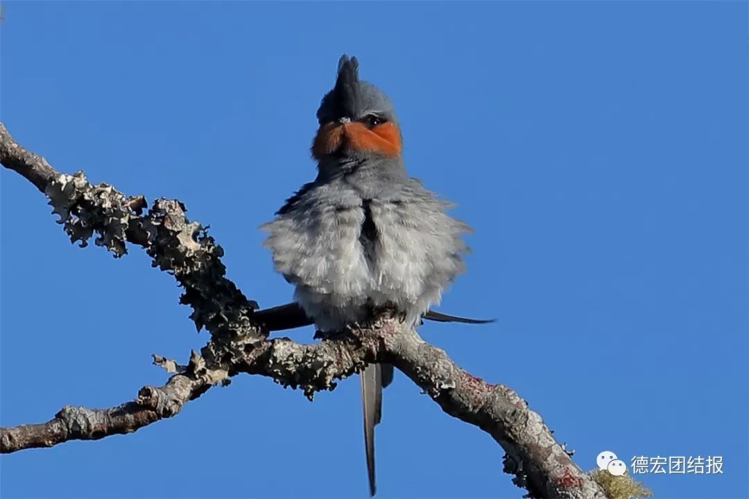镜语德宏,瑞丽市勐秀乡户瓦山