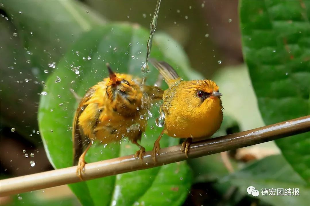 镜语德宏,瑞丽市勐秀乡户瓦山