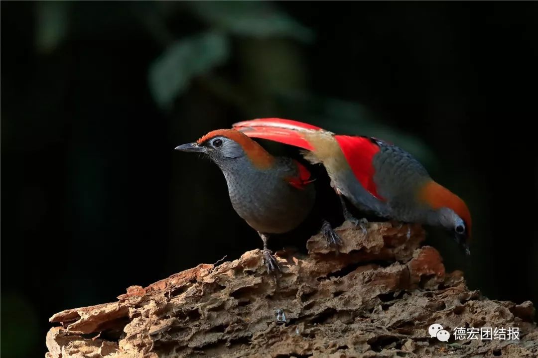 镜语德宏,瑞丽市勐秀乡户瓦山