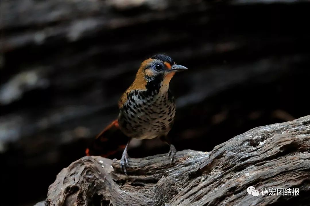 镜语德宏,瑞丽市勐秀乡户瓦山