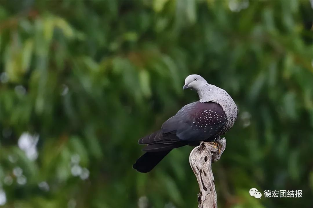 镜语德宏,瑞丽市勐秀乡户瓦山