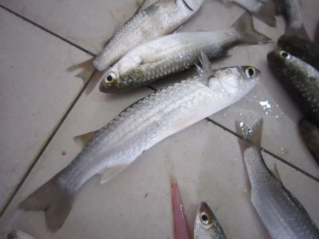 想象不到的人间美味,长江凤尾鱼,以后吃不到啦!