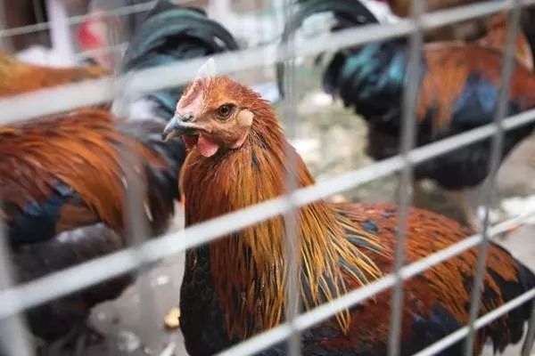 云南旅游昆明小吃街攻略,昆明乡街子网红打卡点