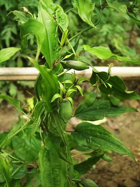 「百草园」止咳化痰温润肺气——百部（九十一）