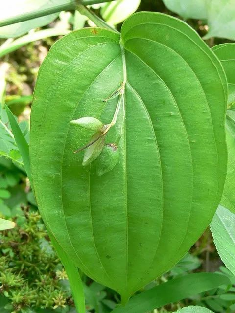 「百草园」止咳化痰温润肺气——百部（九十一）