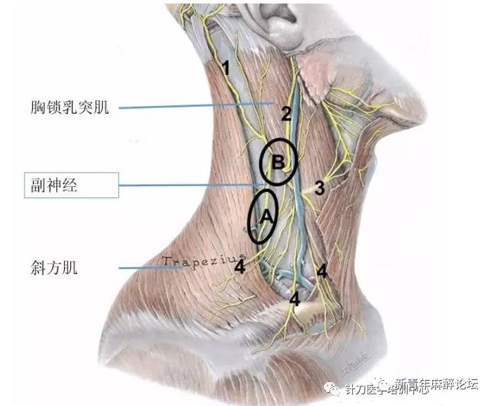 落枕了怎么办最快最有效方法,落枕了怎么办按什么穴位