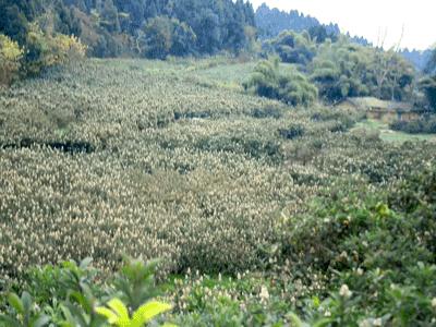 冬季才能酿得的“枇杷蜜”，甜润生津，稀少珍贵