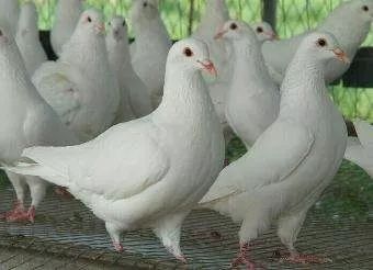 肉鸽养殖业扶贫,肉鸽养殖场致富经