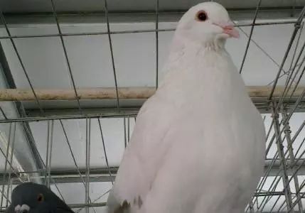 肉鸽养殖业扶贫,肉鸽养殖场致富经