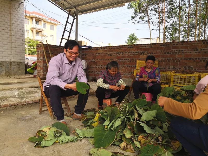放弃高薪回村卖农产品,芋苗大规模种植