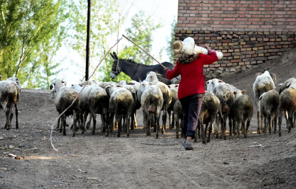个人申请养殖贷申请年龄,养殖可以贷无息贷款吗