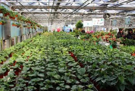 创业致富丨半个大棚鲜花就卖了3万元，*疆新**小伙是如何做到的？