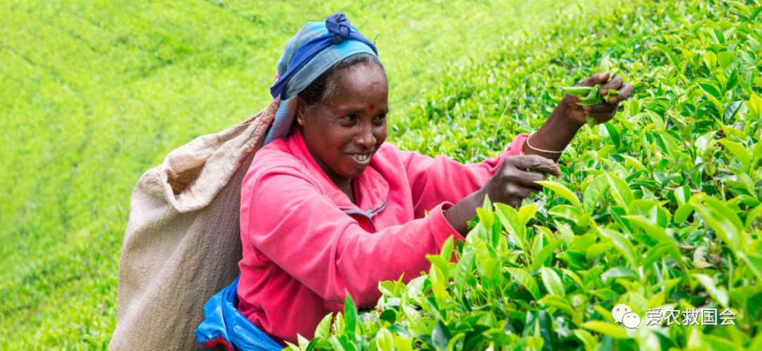干旱天气对茶叶的影响,高温干旱对茶树的影响