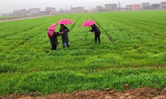 江苏海门:试点经营集体“农场”——一剂“良药”让撂荒地变“沃土”