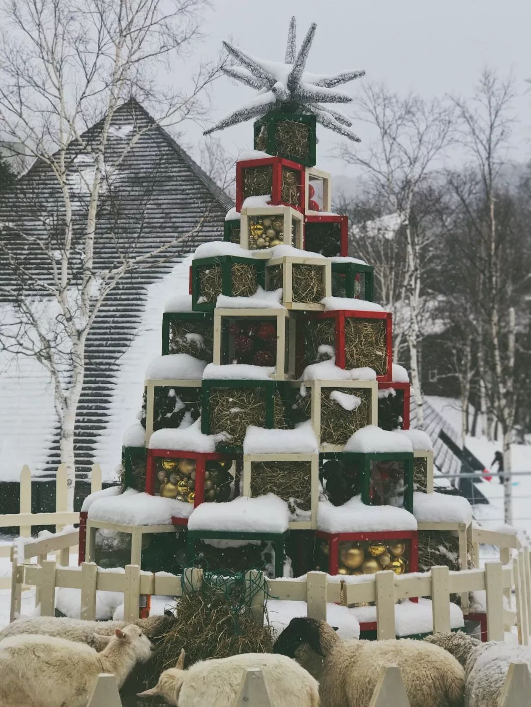 跟台湾小哥哥一起骑着雪地摩托车在北海道的雪地里野