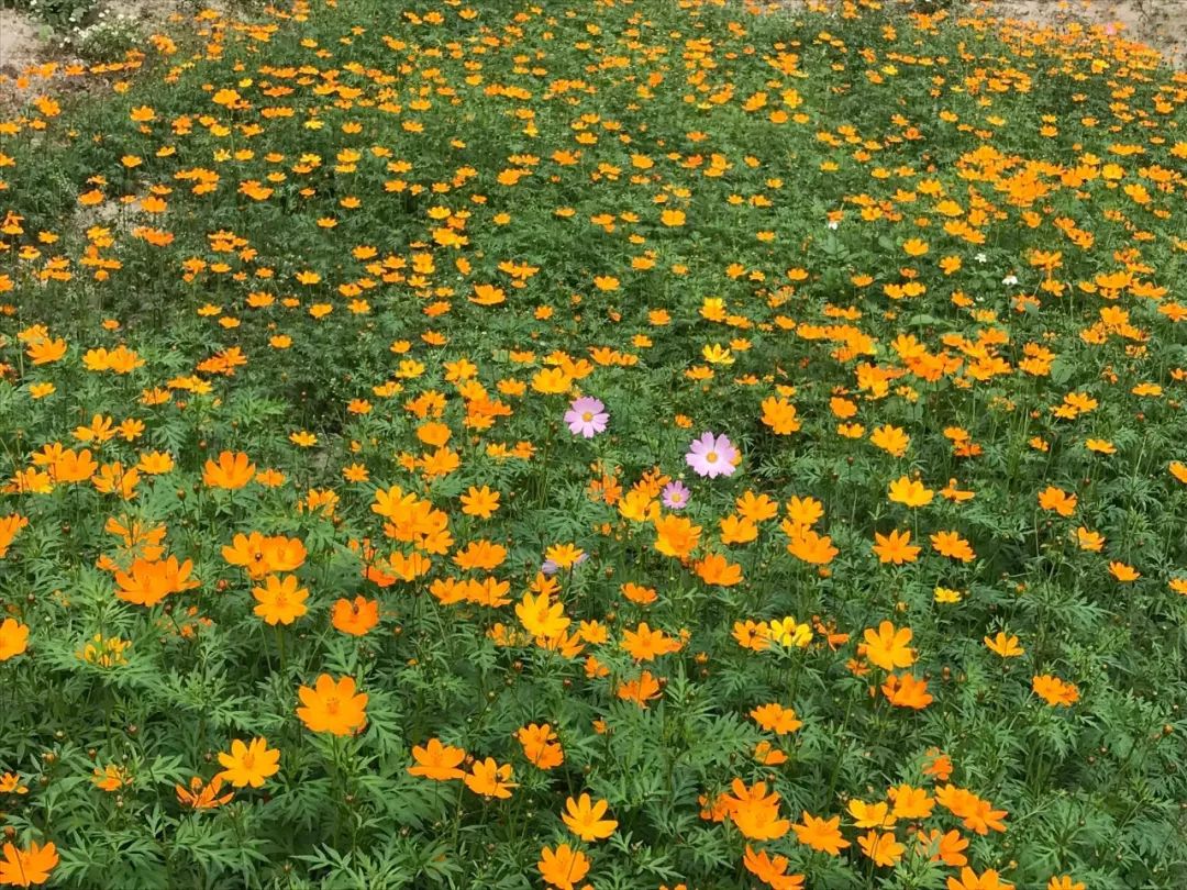 去日本从哪里出发最便宜,去日本从哪出发最便宜