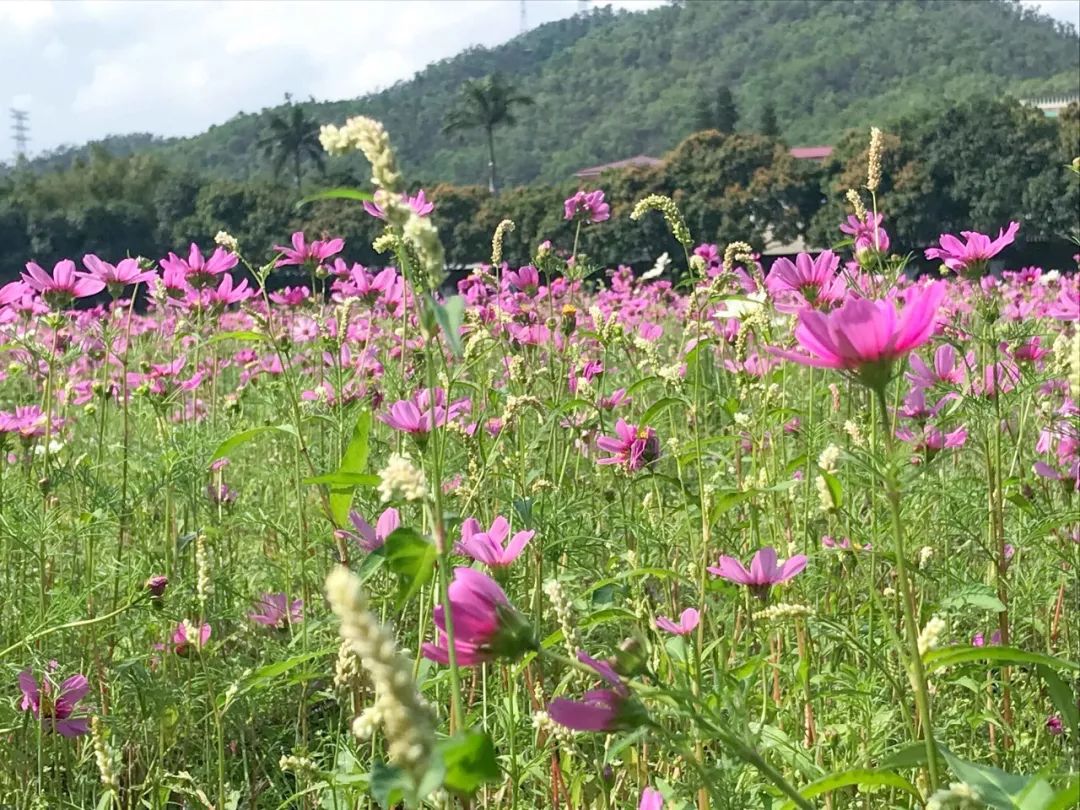 去日本从哪里出发最便宜,去日本从哪出发最便宜